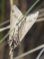 Sedenia cervalis