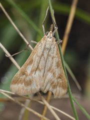 Sedenia cervalis