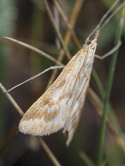 Sedenia cervalis