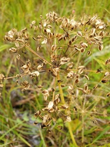Image of Oxypolis occidentalis by (c) J Straka, some rights reserved (CC BY)