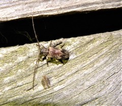 Exocentrus adspersus