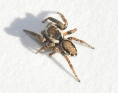 Evarcha proszynskii