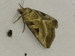 Eucarta virgo