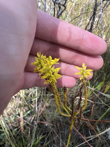 Image of Senega cymosa by (c) sblumen, some rights reserved (CC BY)
