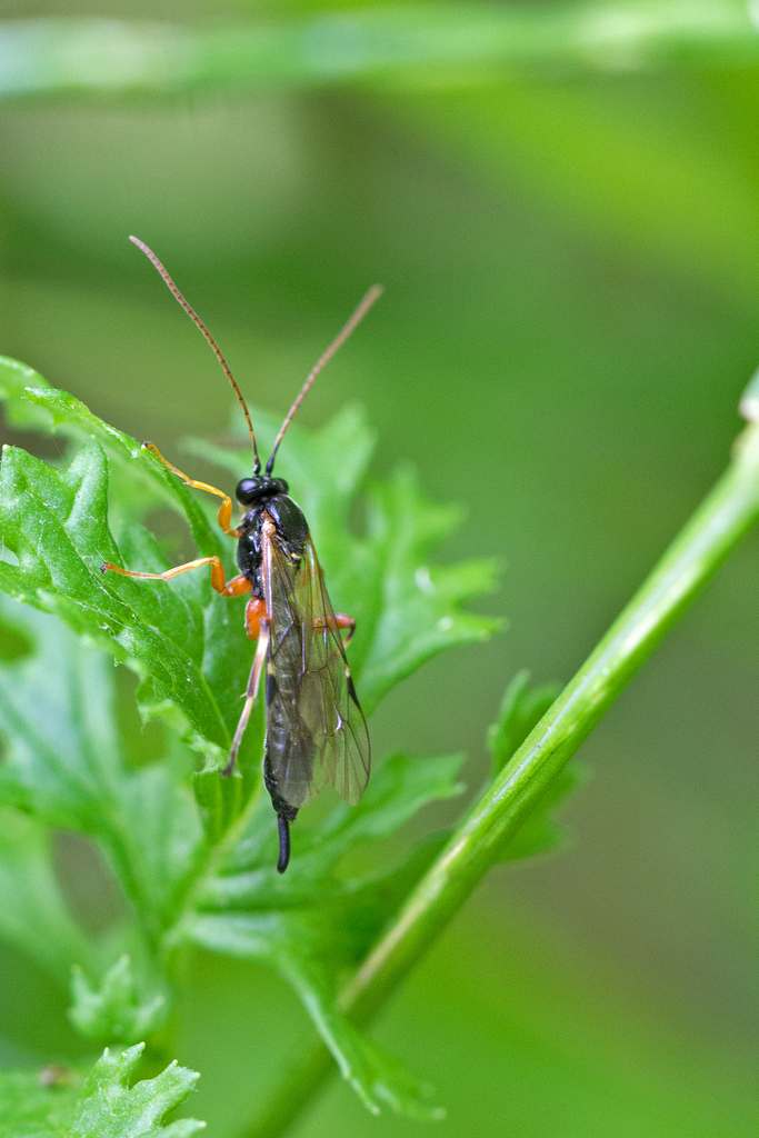 Apechthis quadridentata