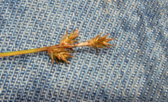 Carex laeviculmis