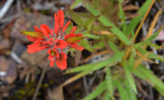Castilleja hispida