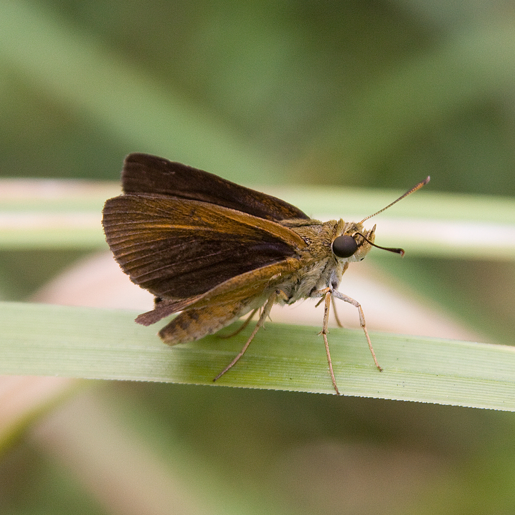 Dukes' Skipper