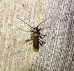 Anaesthetis testacea