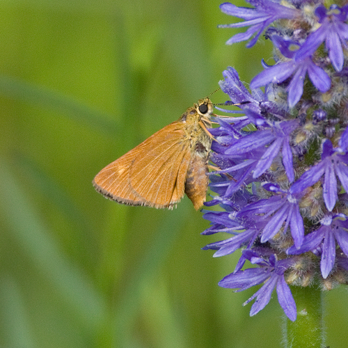 Berry's Skipper photo 2