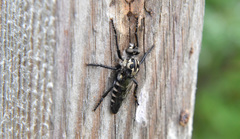Cyrtopogon