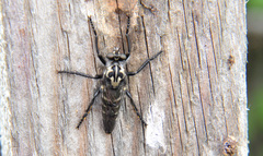 Cyrtopogon
