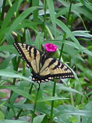 Papilio canadensis