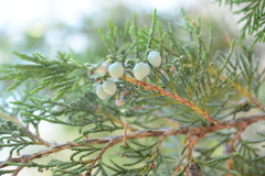 Juniperus maritima