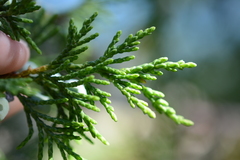 Juniperus maritima