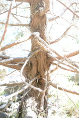 Juniperus maritima