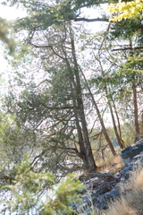 Juniperus maritima