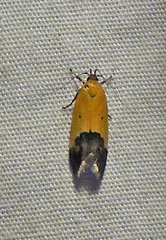 Triclonella xuthocelis