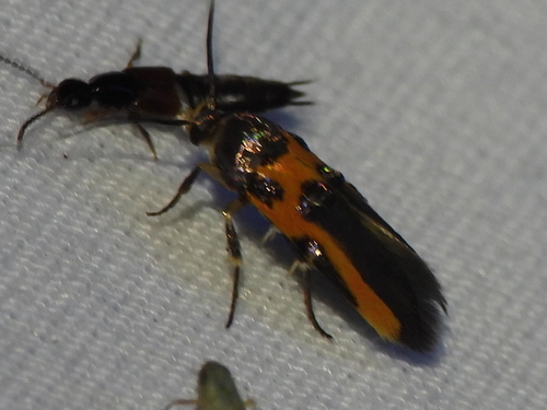 Kermes Scale Moth photo 6