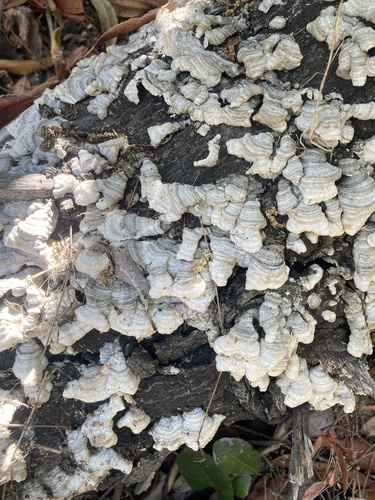iNaturalist observation photo of Stereum