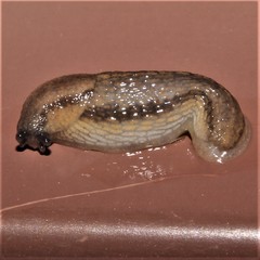 Arion fasciatus