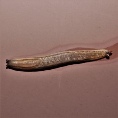 Arion fasciatus