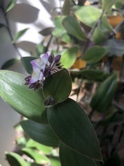 Tradescantia cerinthoides
