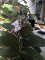 Tradescantia cerinthoides