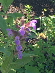 Bombus bimaculatus