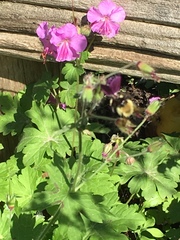 Bombus bimaculatus