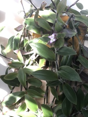 Tradescantia cerinthoides