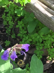 Bombus bimaculatus