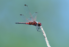 Celithemis bertha