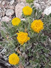 Xanthisma grindelioides