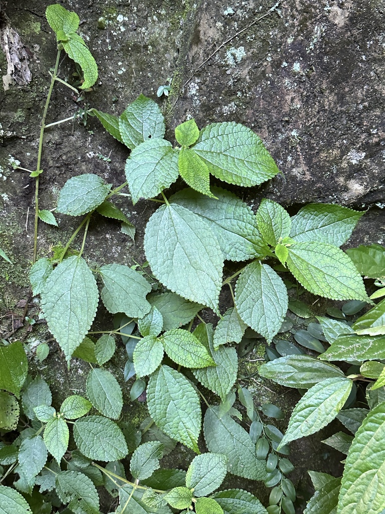 Boehmeria pilosiuscula (Boehmeria pilosiuscula)