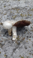 Agaricus