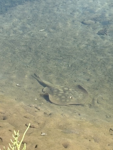 iNaturalist observation photo of Haller's Round Ray