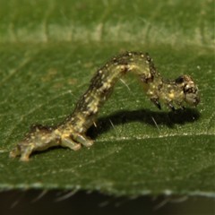 Ponometia erastrioides