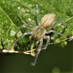 Cheiracanthium inclusum
