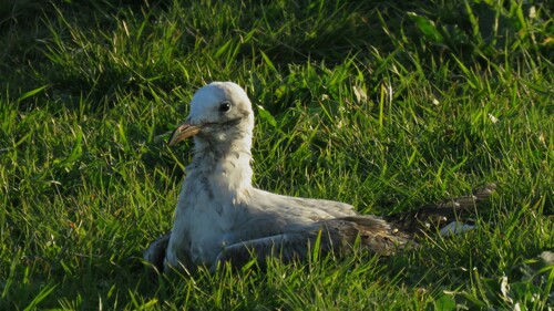Brown-hooded Gull｜褐头鸥 参考照片