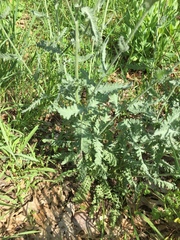 Achillea filipendulina