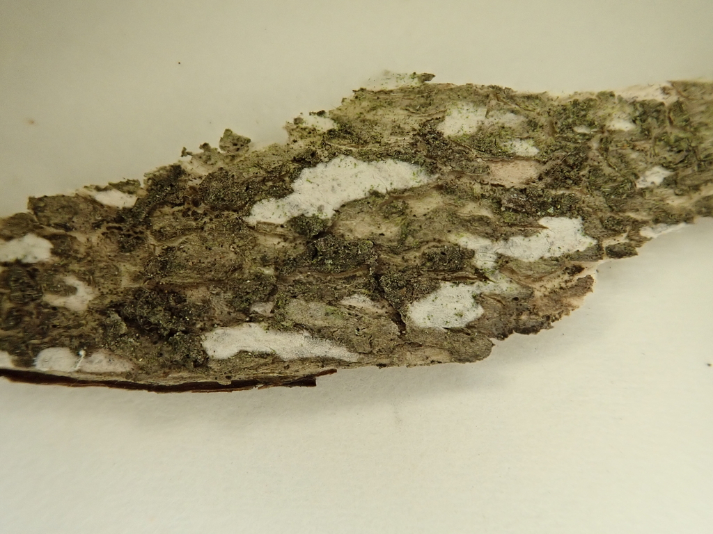 Tubulicium