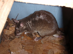 Cricetomys gambianus