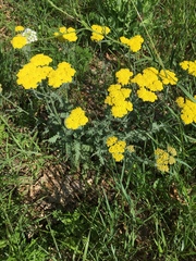 Achillea filipendulina