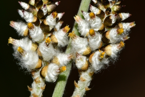 Froelichia gracilis iNat (2)