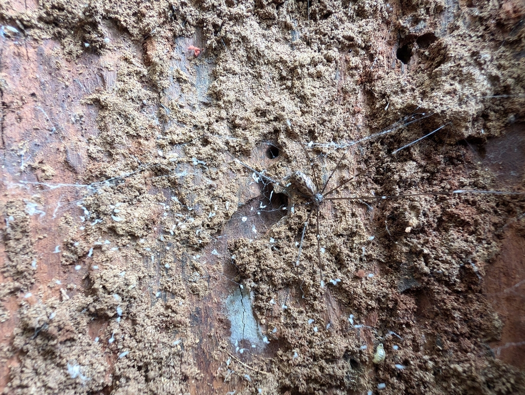 Pale Cellar Spider