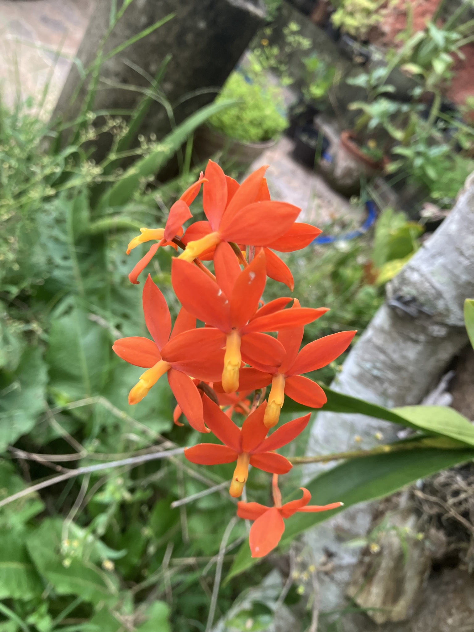 Prosthechea vitellina