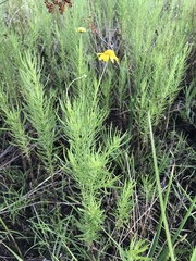 Helenium amarum amarum