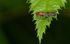 Sphegina