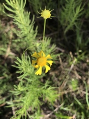 Helenium amarum amarum